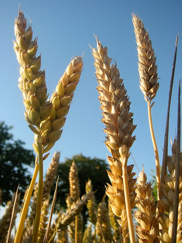 Wheat Picture of Wheat