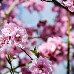 Picture of Cherry Tree
