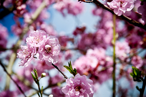 Picture of Cherry Tree