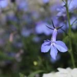 IMG_0157