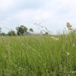 IMG_0204-001